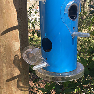blue bird feeder in spring with broken perch